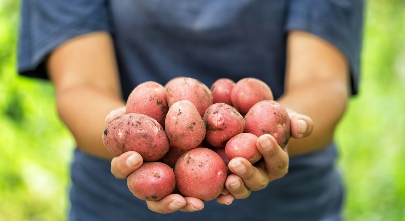 تفسير رؤية البطاطا الحمراء في المنام